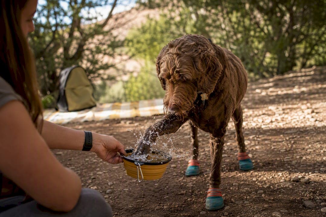 Grand Canyon Dogs: Where Pets Can Go, Yavapai Rooms and Private Tours
