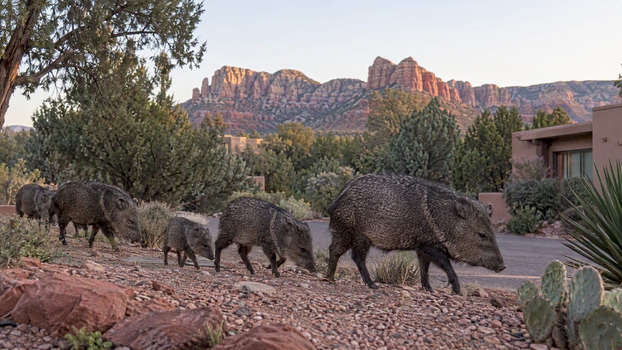 Javelina in Sedona: Dawn Sightings, Local Spots, and Safety Rules