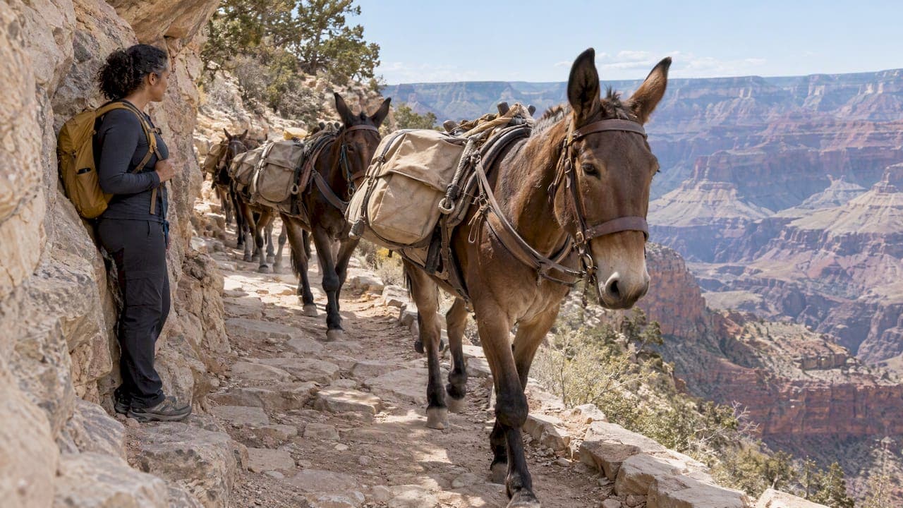 Bright Angel Mule Encounters: What to Do on the Trail